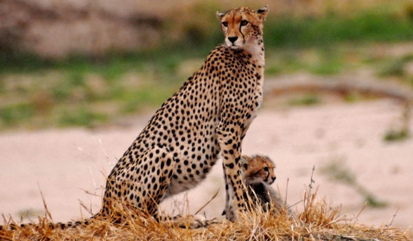 Cheetah watching around