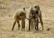 Family of Yellow Baboons
