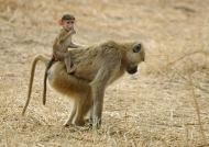 Yellow Baboon with baby