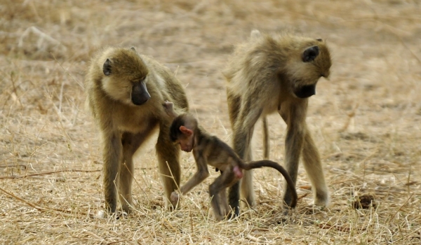 Family of Yellow Baboons