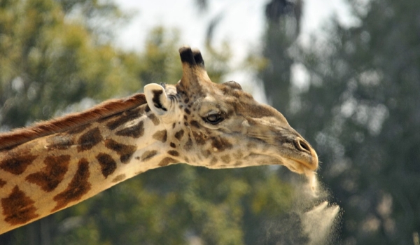 Masai Giraffe spitting dust