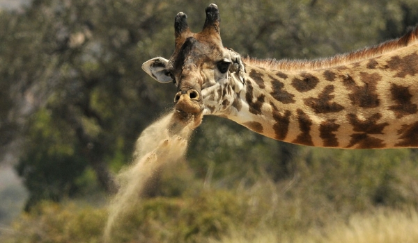 Masai Giraffe spitting dust