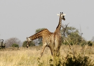 Giraffes – Siamese sisters?