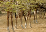 Giraffes – Leg collection