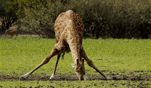 Masai Giraffe drinking
