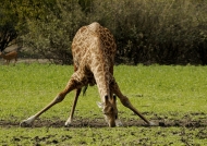 Masai Giraffe drinking