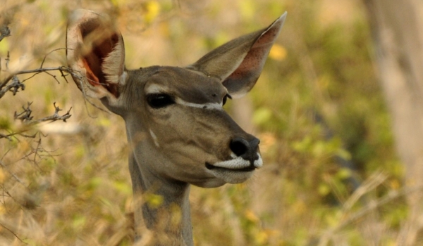 Greater Kudu – female