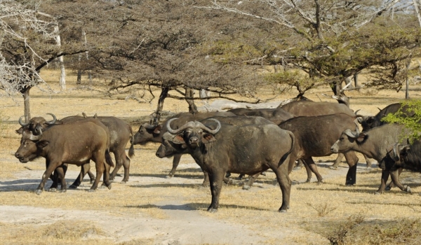 Herd of Buffaloes