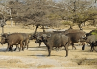 Herd of Buffaloes