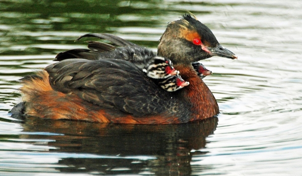Horned Grebe with chicks