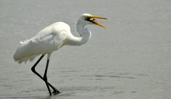 Great Egret with a fish