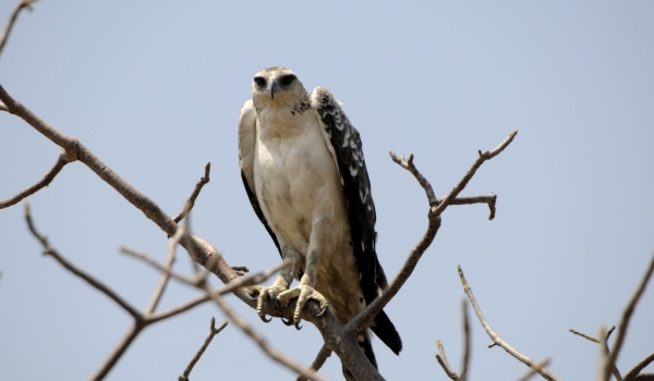 Martial Eagle – juvenile