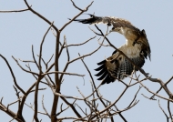 Martial Eagle – juvenile