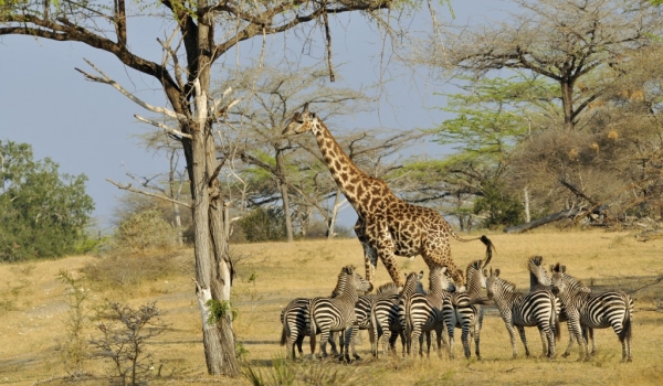 Masai giraffe & Zebras