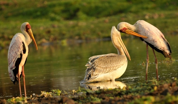 Pink-backed Pelican & Storks