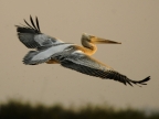 Pelicans & Storks