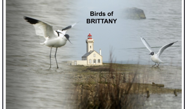 Birds of Brittany