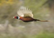 Common Pheasant – male