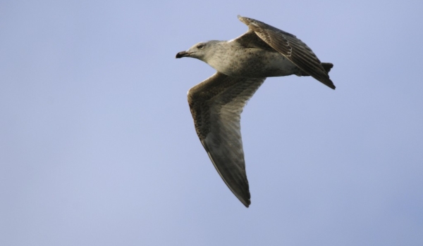 European Herring Gull – juv.