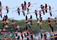 Flock of American Flamingos