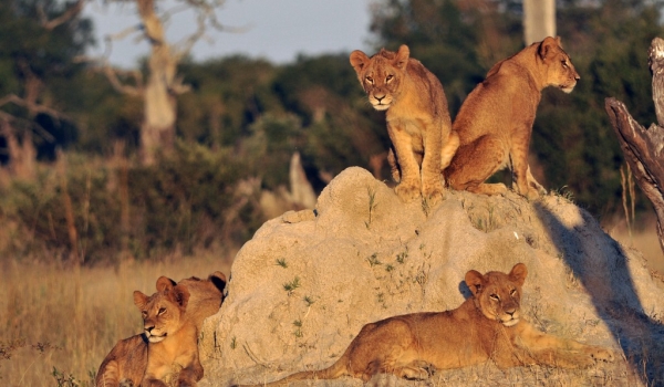 Lions ready for hunting