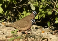 Quail Doves (Endangered)