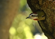 Cuban Green Woodpecker