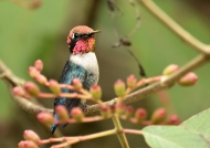 Bee Hummingbird – male