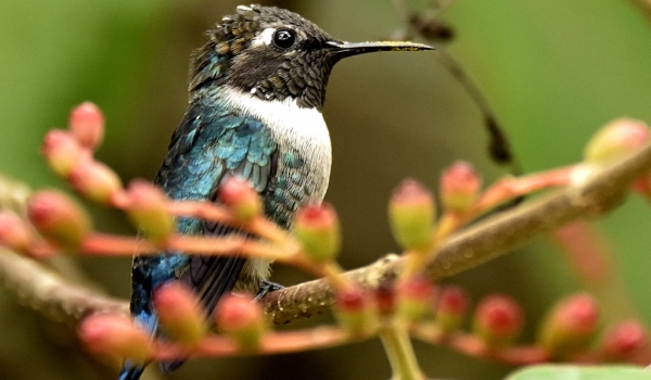 Bee Hummingbird  – male