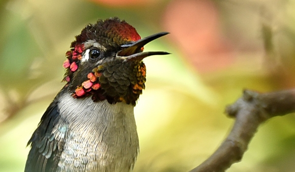 Bee Hummingbird  – male