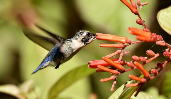 Bee Hummingbird – juv. male