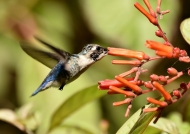 Bee Hummingbird – juv. male