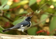 Black-throated Blue Warbler m