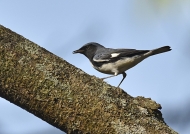 Black-throated Blue Warbler m