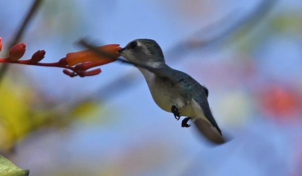 Bee Hummingbird – female