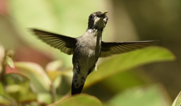 Bee Hummingbird – juv.