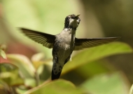 Bee Hummingbird – juv.