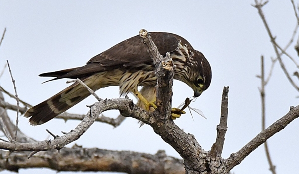 Merlin juv. eating a dragonfly
