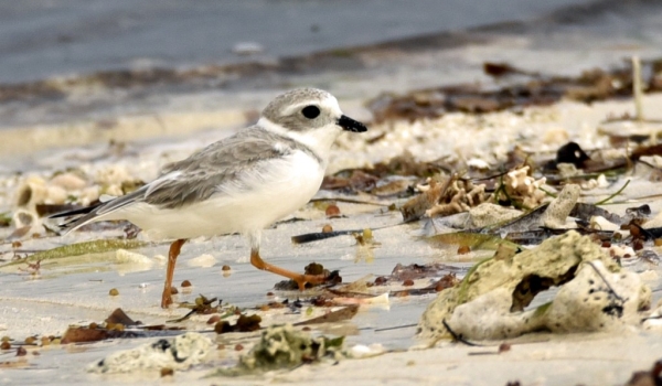 Piping Plover, winter plumage