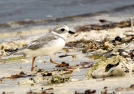 Piping Plover, winter plumage