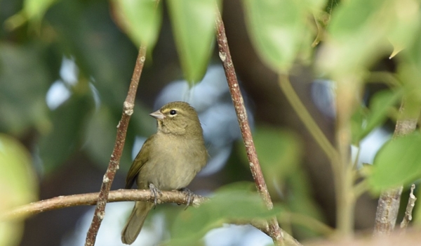 Yellow-faced Grassquit -f.
