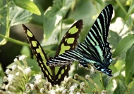 Same Butterfly&Urania Moth