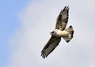 African Hawk Eagle