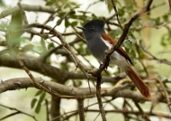 African Paradise Flycatcher – f.