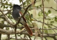 African Paradise Flycatcher – f.