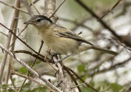 Black-backed Puffback – Juv.