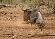 Blue Wildebeest in dust