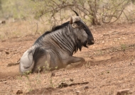 Blue Wildebeest – male