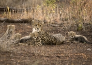 Cheetah with her 4 cubs