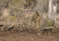 Cheetah with her cubs